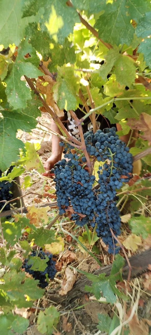 Червено грозде за Cabernet Sauvignon