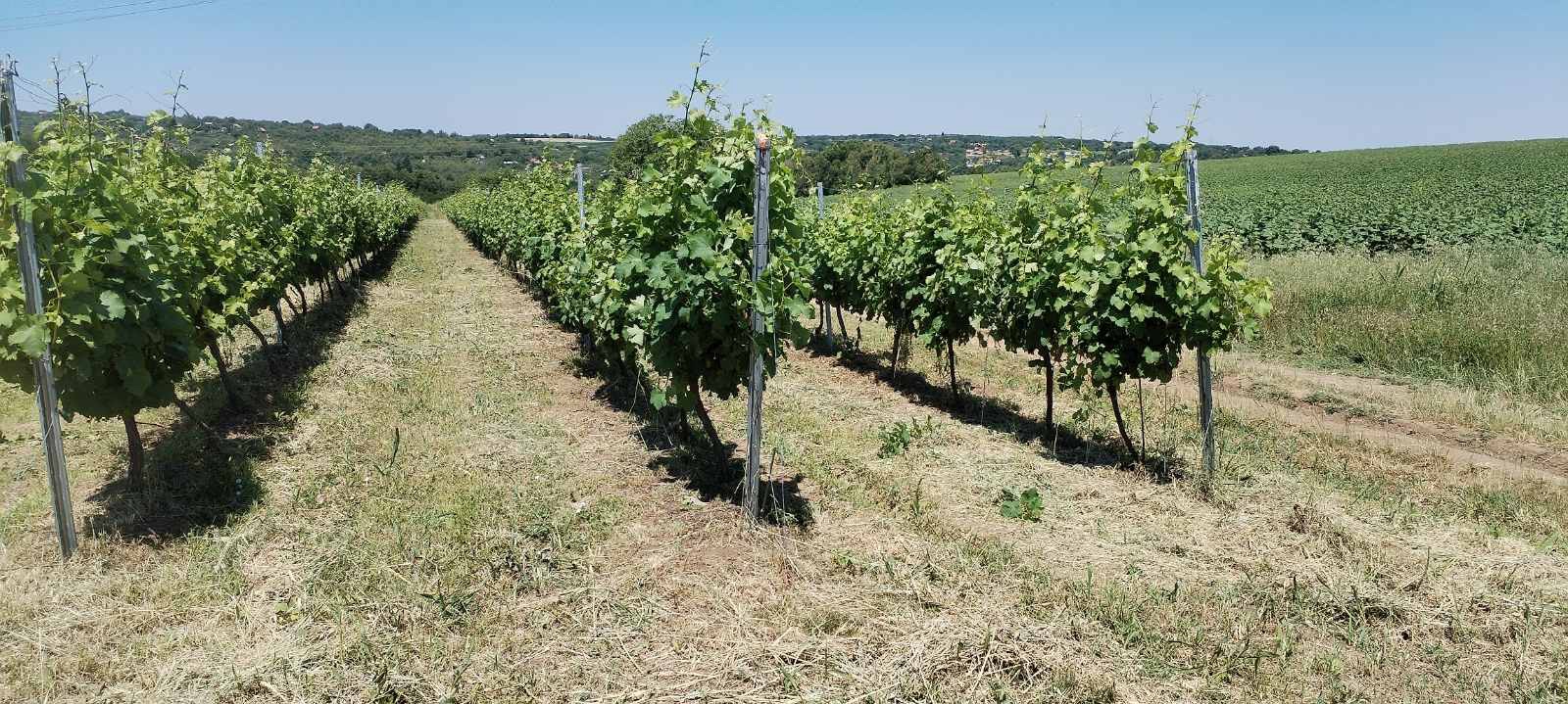 Панорама от лозята на Джанко